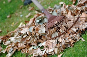 Raking leaves