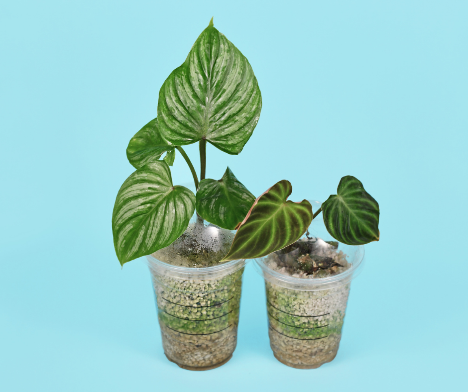 Two plants in plant pots made from reused plastic cups Two plants in plant pots made from reused plastic cups