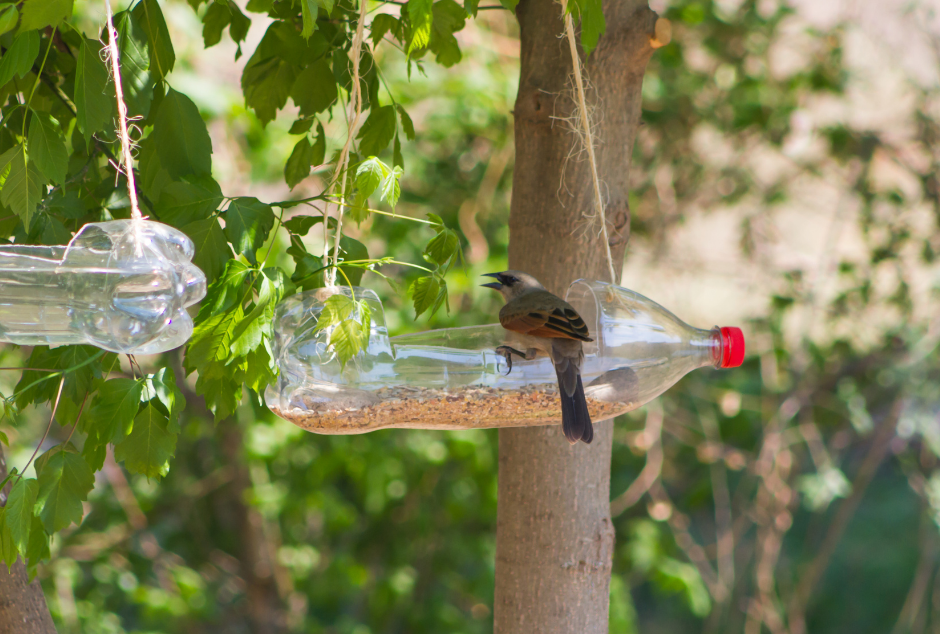 Bir sat on a bird feeder hanging from a tree made from an old plastic bottle Bir sat on a bird feeder hanging from a tree made from an old plastic bottle