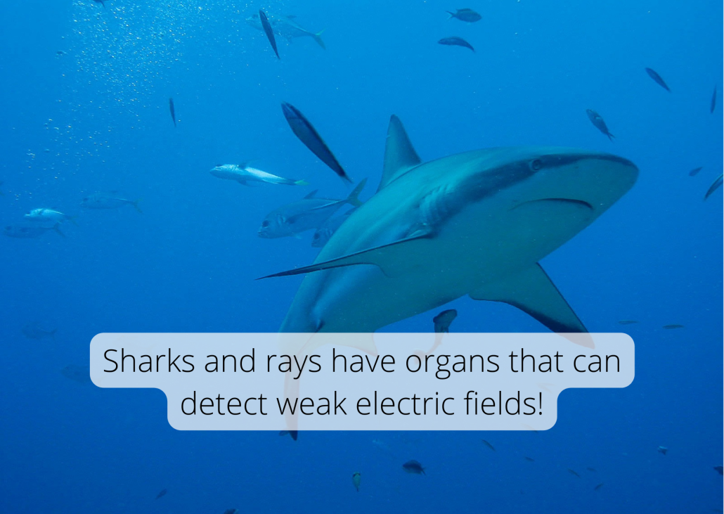 Sharks and rays have organs that can detect weak electric fields! Sharks and rays have organs that can detect weak electric fields!