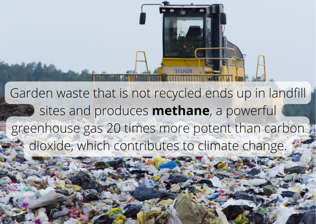 Garden waste that is not recycled ends up in landfill sites and produces methane, a powerful greenhouse gas 20 times more potent than carbon dioxide, which contributes to climate change. Garden waste that is not recycled ends up in landfill sites and produces methane, a powerful greenhouse gas 20 times more potent than carbon dioxide, which contributes to climate change.