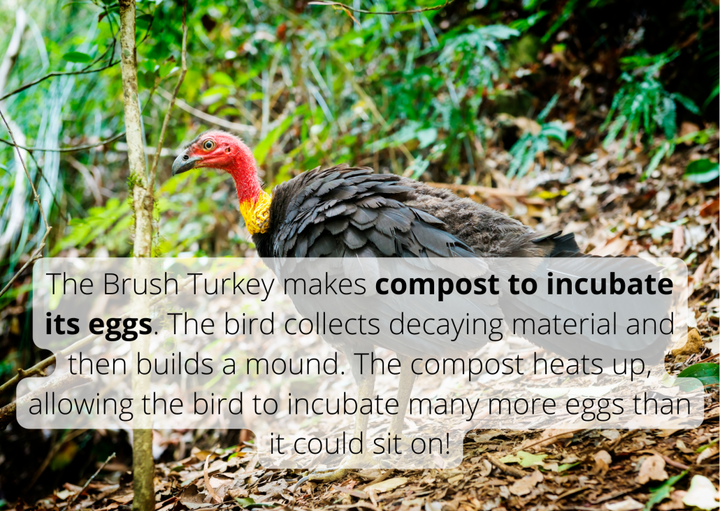 The Brush Turkey makes compost to incubate its eggs. The bird collects decaying material and then builds a mound. The compost heats up, allowing the bird to incubate many more eggs than it could sit on! The Brush Turkey makes compost to incubate its eggs. The bird collects decaying material and then builds a mound. The compost heats up, allowing the bird to incubate many more eggs than it could sit on!