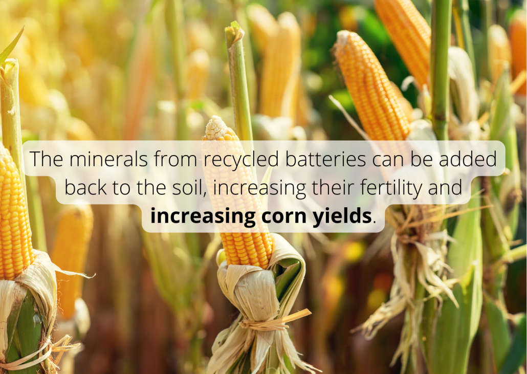 The minerals from recycled batteries can be added back to the soil, increasing their fertility and increasing corn yields. The minerals from recycled batteries can be added back to the soil, increasing their fertility and increasing corn yields.
