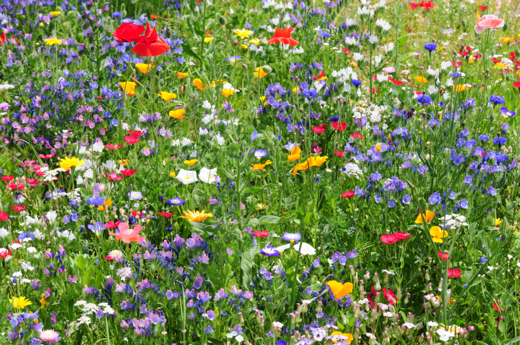 Colorful cornflower, poppy and other beautiful wildflowers in a summer meadow in Germany
