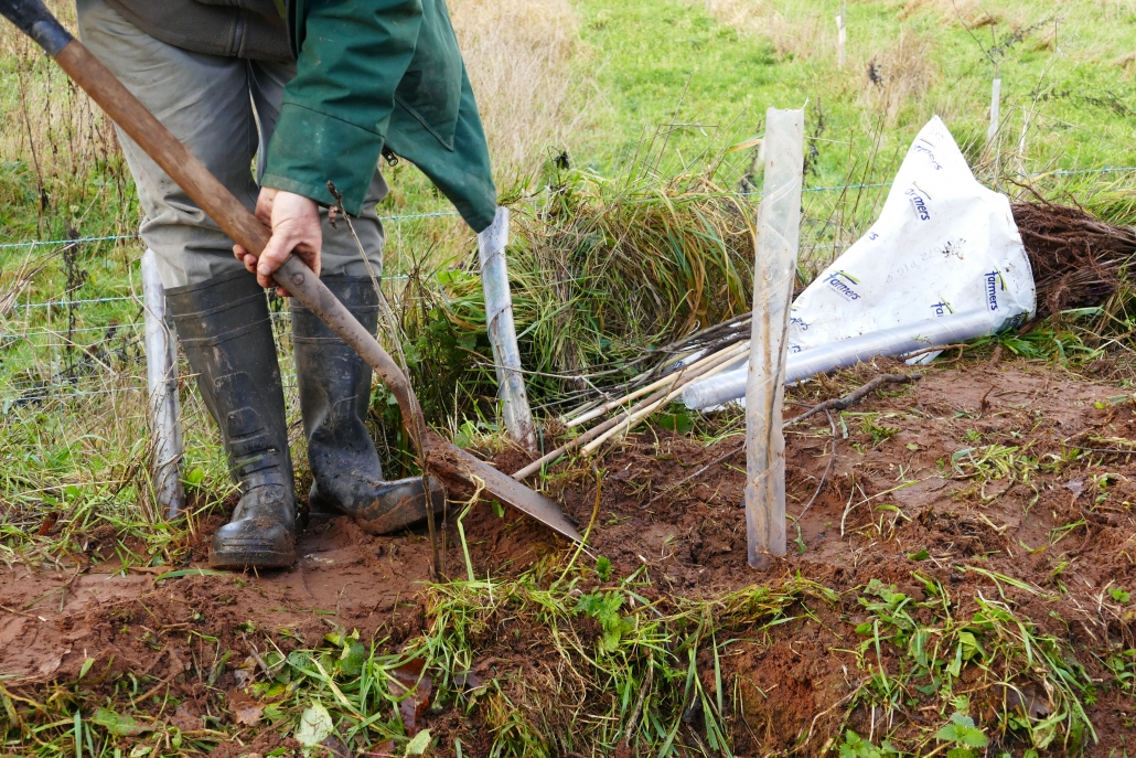 Digging Picture of man in wellies with spade on hedge bank planting a tree