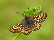 Fritillary Butterfly