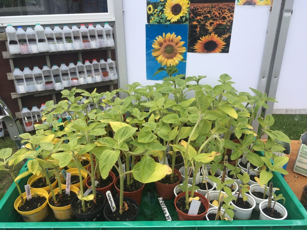 IMG_1530 a display of sunflower seedlings in Holsworthy Primary School