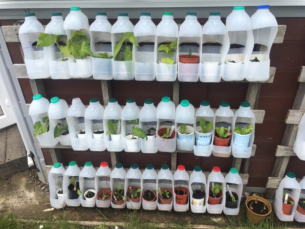 Holsworthy Primary School A display of plants in repurposed plastic milk bottles at Holsworthy Primary School garden