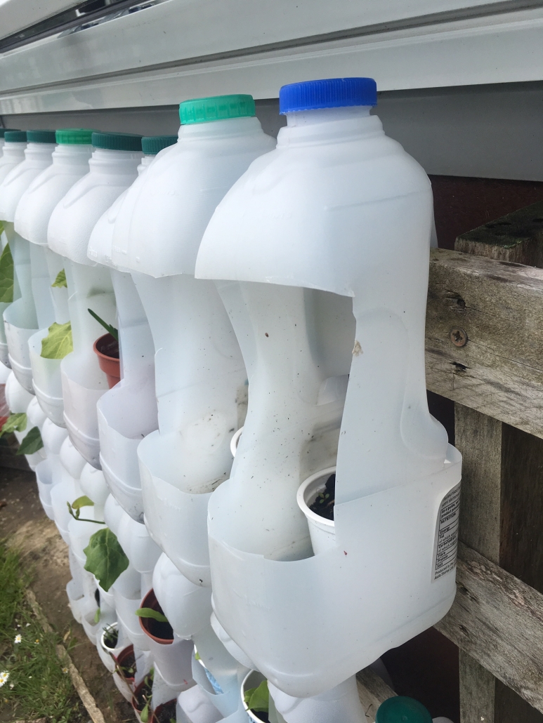 IMG_1532 Repurposed plastic milk bottles make a useful plant holder at Holsworthy Primary School