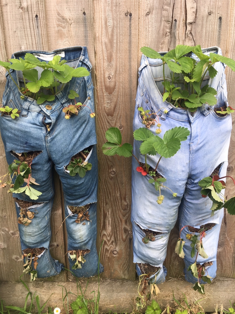 IMG_1535 2 pairs of jeans repurposed as strawberry growing bags, suspended on a wall at Holsworthy Primary school
