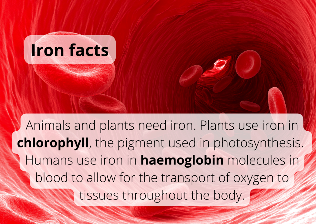Iron in blood Animals and plants need iron. Plants use iron in chlorophyll, the pigment used in photosynthesis. Humans use iron in haemoglobin molecules in blood to allow for the transport of oxygen to tissues throughout the body.