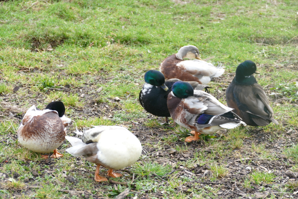 The local ducks have started occupying the school garden six ducks preening themselves