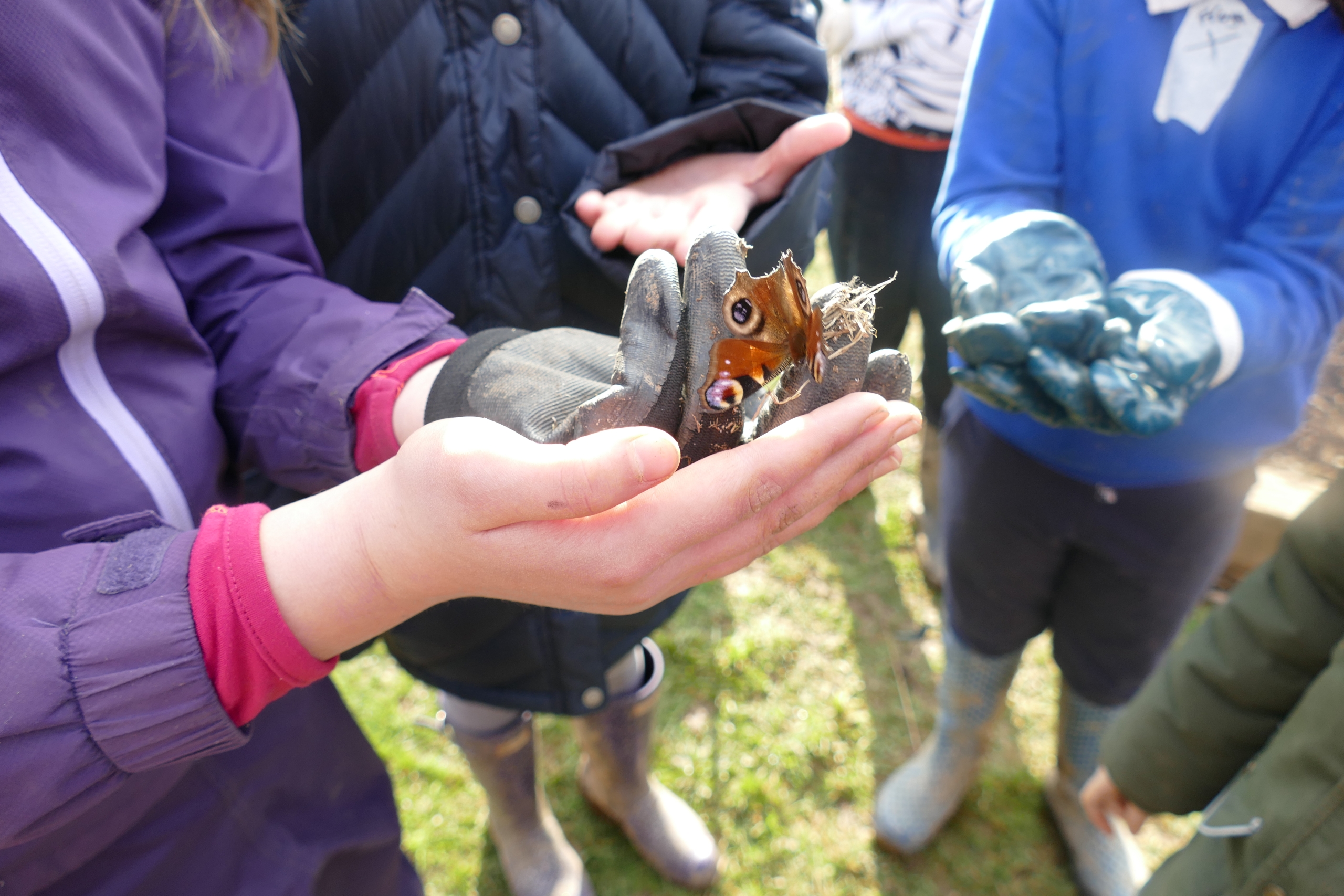 Butterfly in children's hands