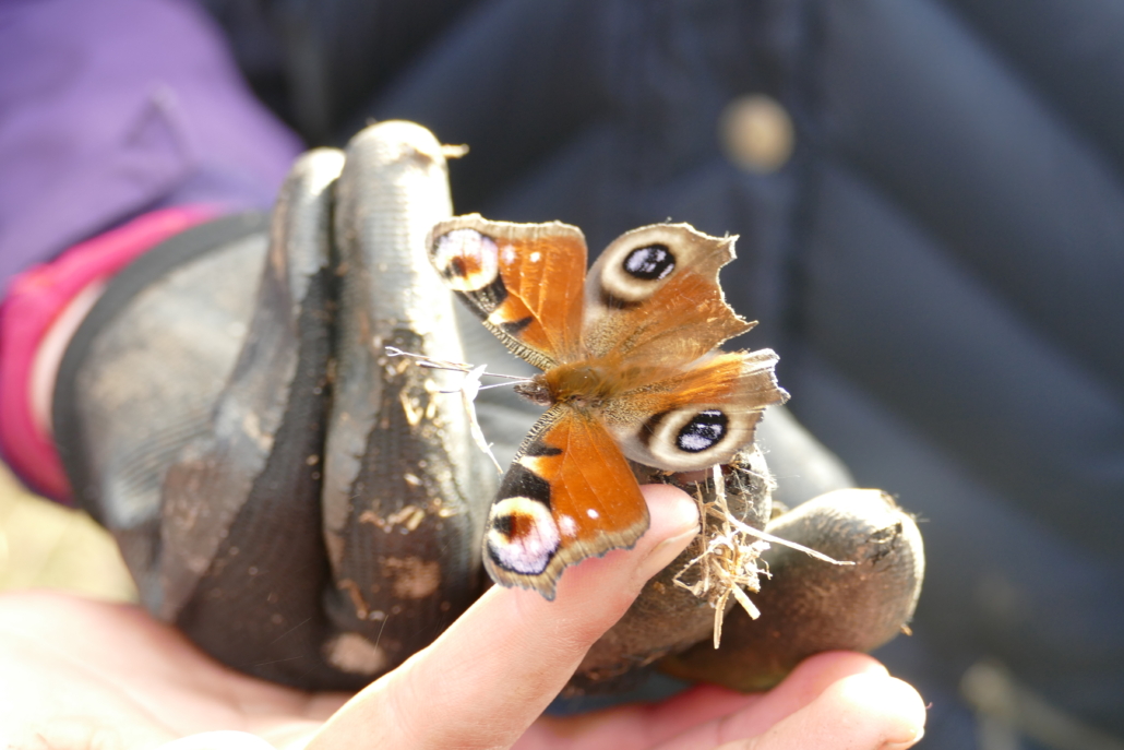 Peacock butterly found hibernating colourful butterfly sitting on a child's hand