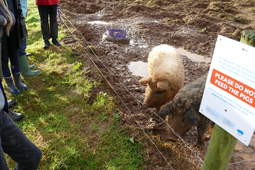 Pigs A picture of furry pigs at Broadclyst Community Farm with welly boots and legs of people standing and looking over an electric fence