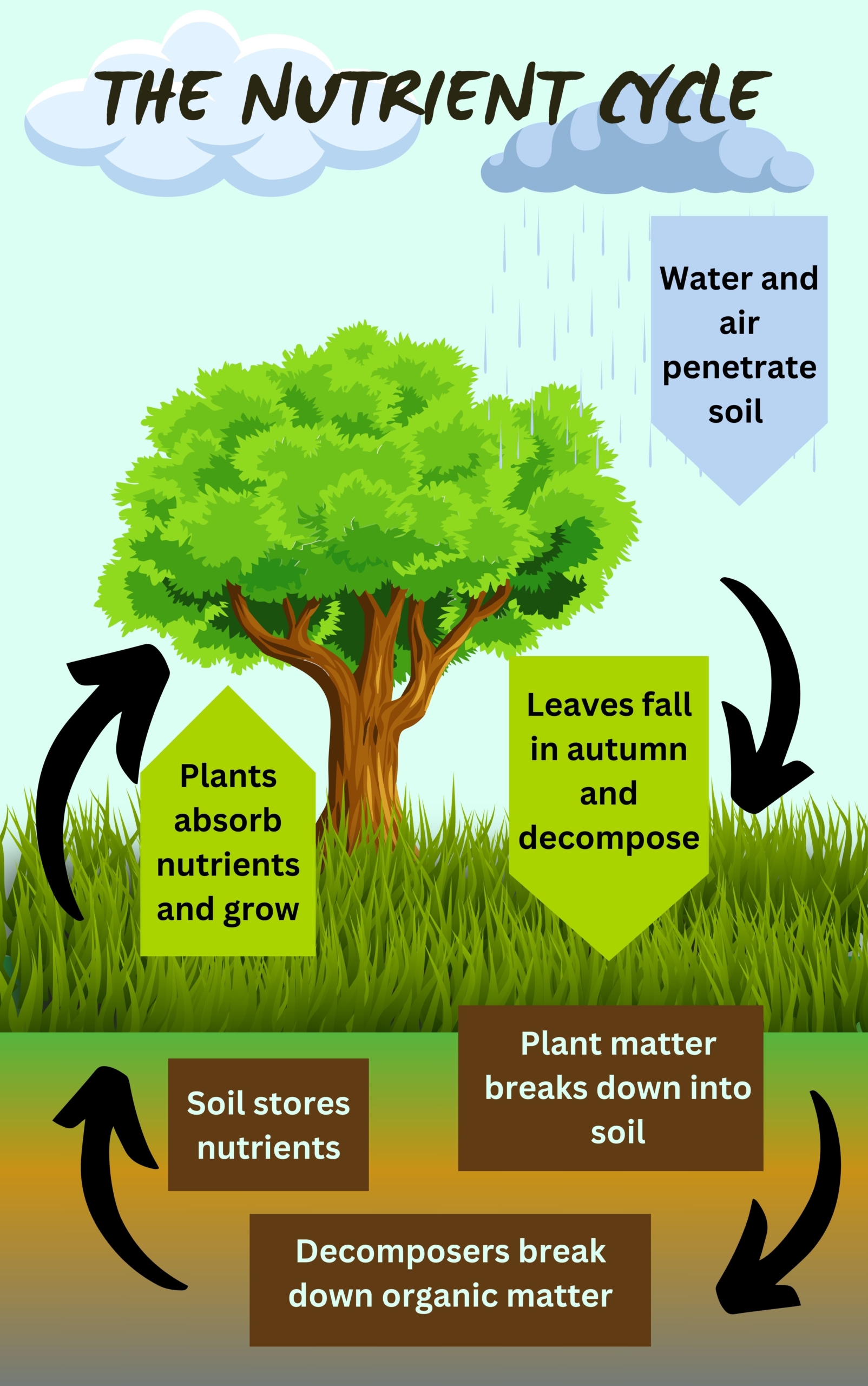 The Nutrient Cycle A diagram showing the nutrient cycle as leaves fall to the ground and decomposers break them down to be used by plants as they absorb nutrients from the soil.