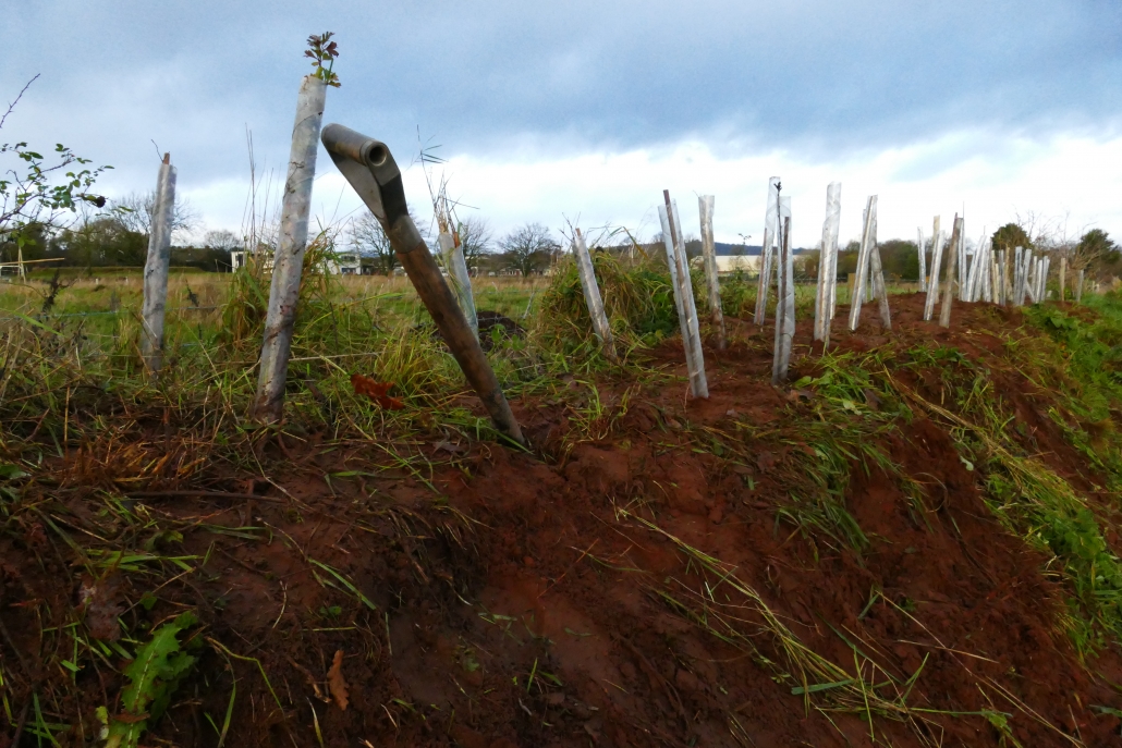 Trees Trees in tree guards with handle of spade on a hedge bank
