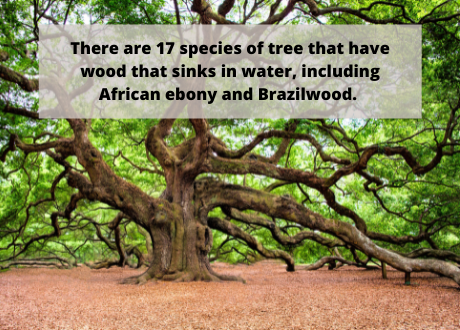 Wood facts 2 There are 17 species of tree that have wood that sinks in water, including African ebony and Brazilwood.