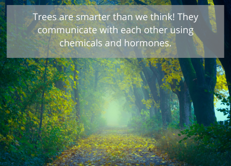Wood facts 3 Trees are smarter than we think! They communicate with each other using chemicals and hormones.