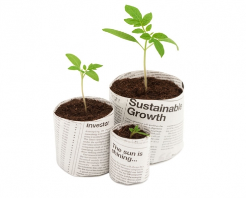 Tomato seedlings in compost in paper pots