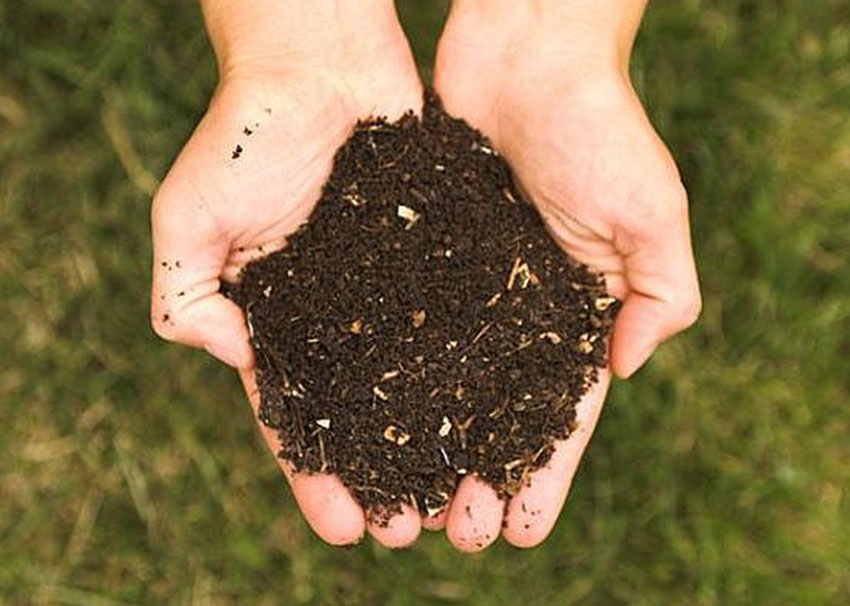 Compost Cupped hands holing compost
