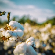 Cotton in a field