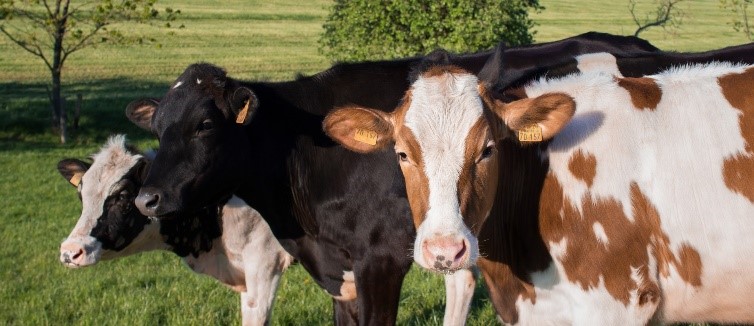 cows 3 cattle in a field with trees behind