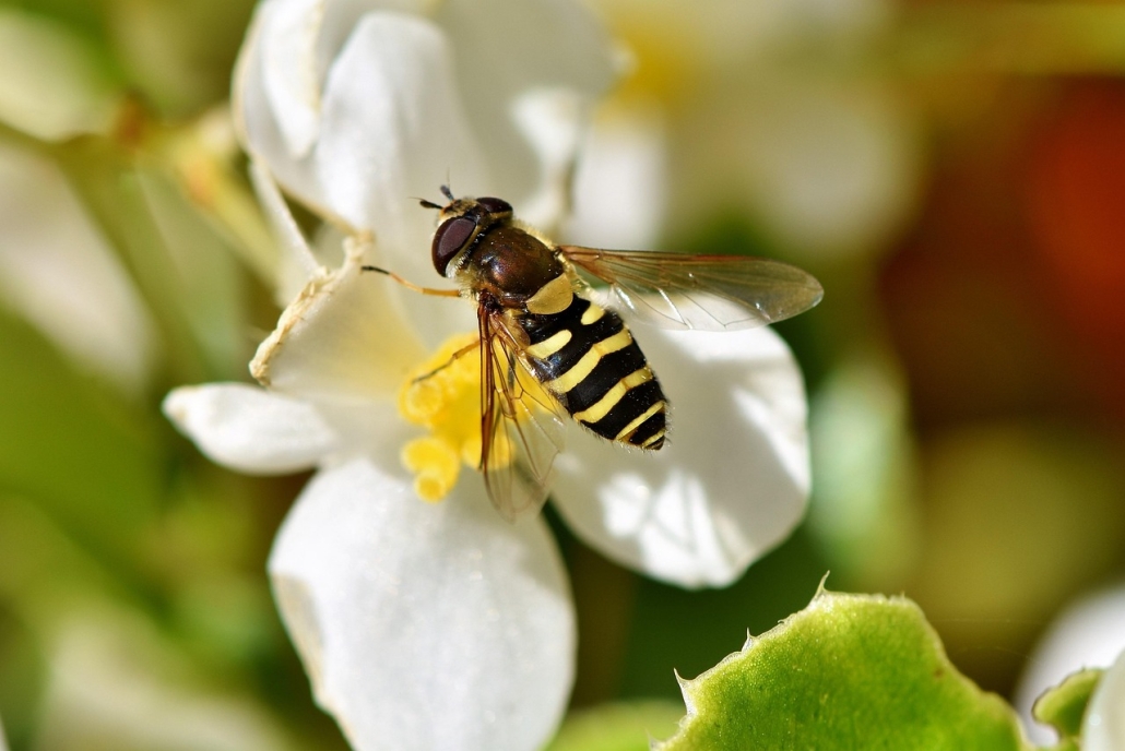 fly-3711573_1280