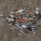 A picture of an dead albatross with a stomach full of plastic washed up on a beach
