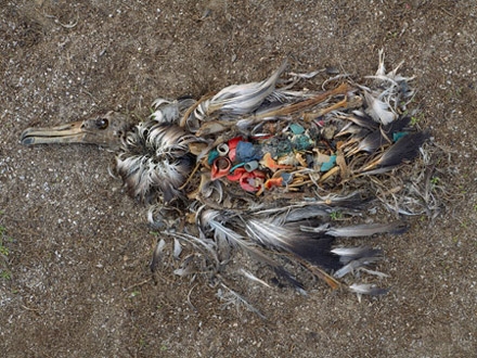 A picture of an dead albatross with a stomach full of plastic washed up on a beach