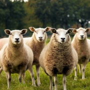 Picture of several sheep in a field