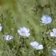 Flax flowers