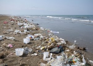 Litter in the Environment Picture of lots of plastic litter along a beach