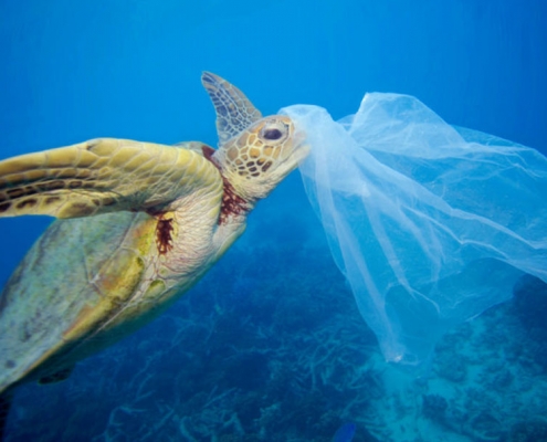 Picture of turtle about to eat a plastic bag
