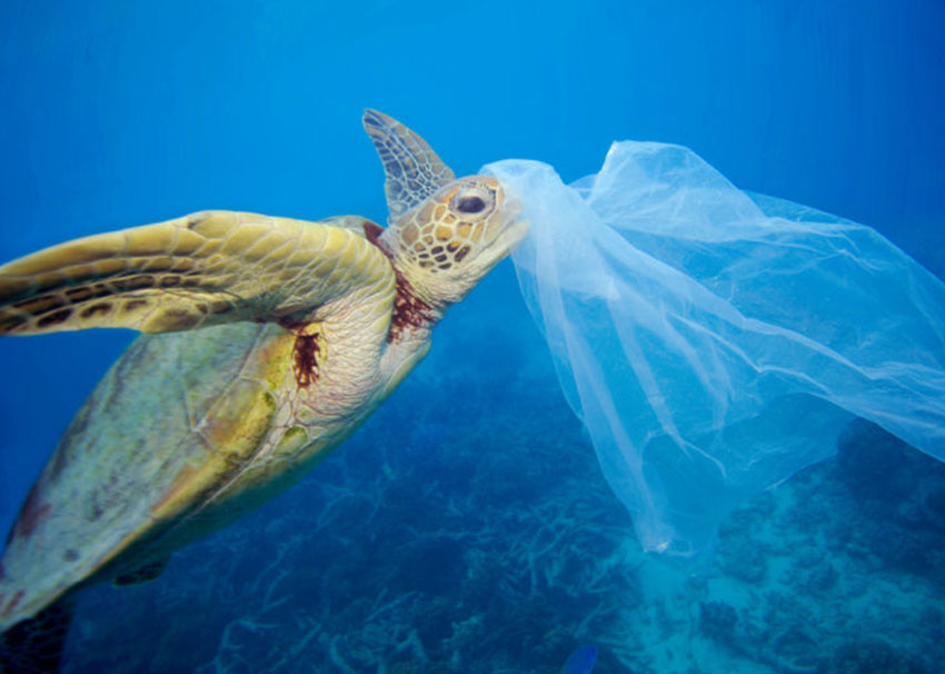Litter Picture of turtle about to eat a plastic bag