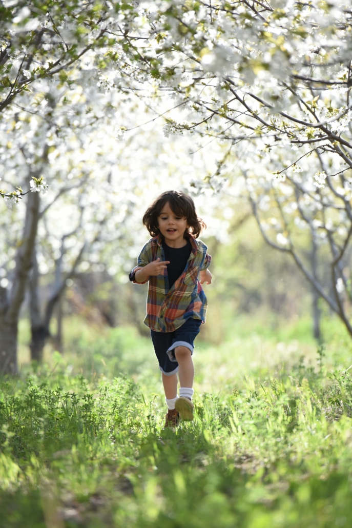 Boy running in springtime through an orchard with trees in blossom all around him.