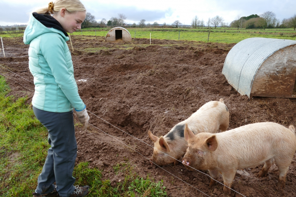 piggies Teenage girl looking at furry pigs at Broadclyst Community Farm