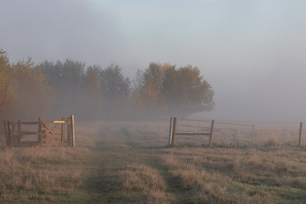A cold misty field with trees and fences. part of the sustainability bulletin