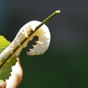 picture of a silkworm