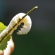 picture of a silkworm