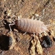 Picture of a woodlouse crawling over some soil