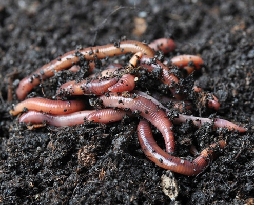 Worms in Compost